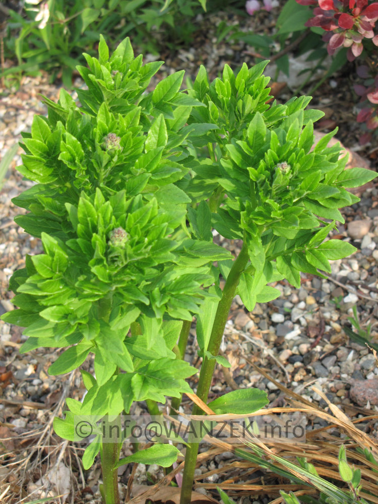 Dictamnus fraxinella - Austrieb vor Bluete.JPG